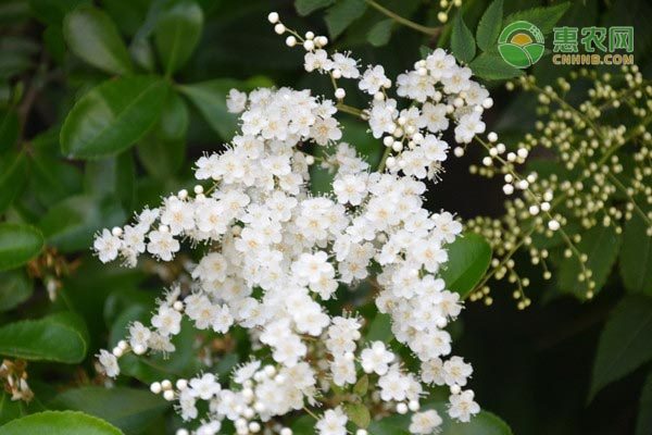 梁子湖河蟹的回归