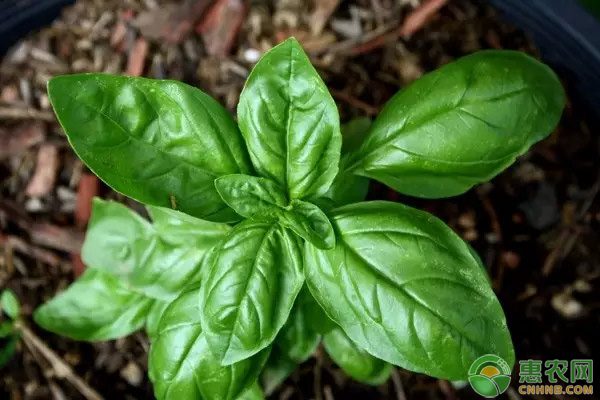 富硒农产品:科学补硒之道及健康长寿启示-绿源新宇生物有机肥官网 富硒农产品:科学补硒之道及健康长寿启示-绿源新宇生物有机肥官网