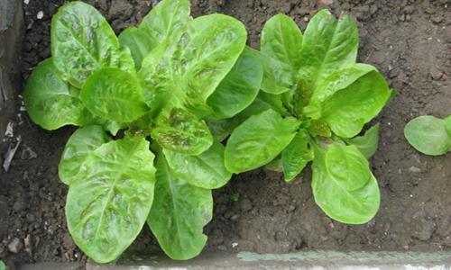 木耳菜，低价格高营养的健康食材-绿源新宇生物有机肥官网