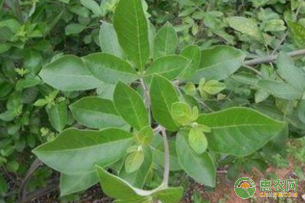 洪泽湖大闸蟹重返台湾市场 口感独特引发热潮-绿源新宇生物有机肥官网