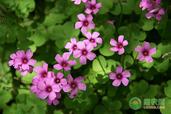 山区割晒机普及难题破解:低成本维修解决方案-绿源新宇生物有机肥官网 山区割晒机普及难题破解:低成本维修解决方案-绿源新宇生物有机肥官网