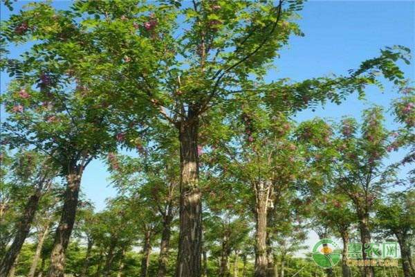 冰糖柑市场持续升温,南北价格差异明显-绿源新宇生物有机肥官网 冰糖柑市场持续升温,南北价格差异明显-绿源新宇生物有机肥官网