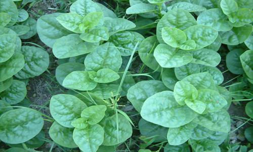 木耳菜销售热潮带动农户高收益-绿源新宇生物有机肥官网 木耳菜销售热潮带动农户高收益-绿源新宇生物有机肥官网