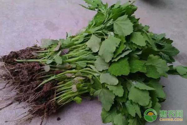 干旱时期农作物施肥技巧和抗旱管理方法-绿源新宇生物有机肥官网 干旱时期农作物施肥技巧和抗旱管理方法-绿源新宇生物有机肥官网