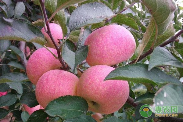 水肥一体化技术如何实现农业节水增产-绿源新宇生物有机肥官网