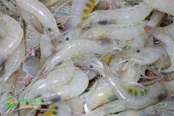 椪柑市场行情回暖，健康价值受追捧-绿源新宇生物有机肥官网