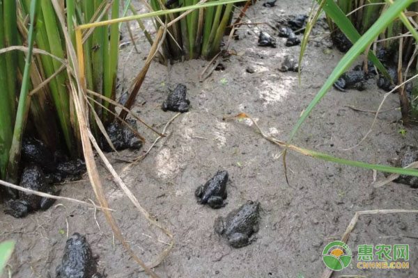 农产品电商与实体批发市场融合优势分析-绿源新宇生物有机肥官网
