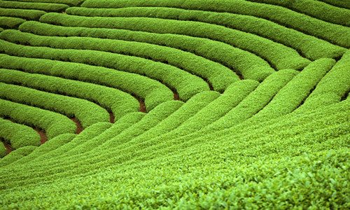 浏阳首个国家级茶叶标准园验收通过，生态种植成关键-绿源新宇生