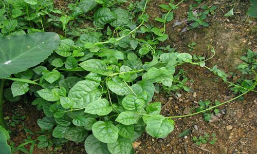 木耳菜种植方法及家庭栽培技巧-绿源新宇生物有机肥官网