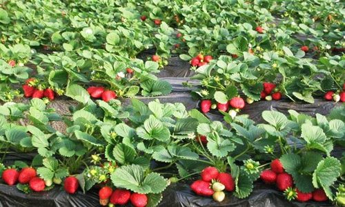 大棚草莓缺氮怎么办？科学补救方法解析-绿源新宇生物有机肥官网