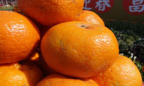 培石椪柑产业优化带动果农增收-绿源新宇生物有机肥官网