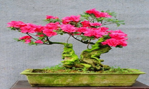 丰花月季盆栽四季绽放 易养护成热门选择-绿源新宇生物有机肥官