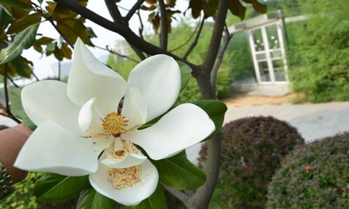 广玉兰种植助力农民增收致富-绿源新宇生物有机肥官网
