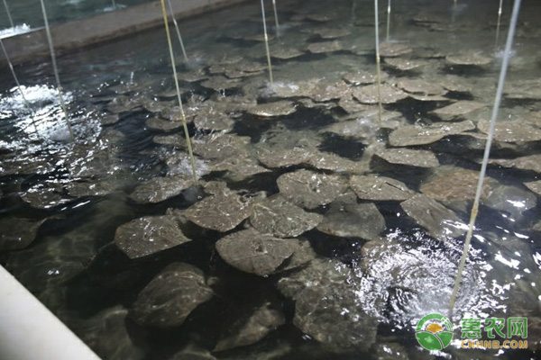 农业硝酸钾助力烟草增产 看懂其关键作用-绿源新宇生物有机肥官网