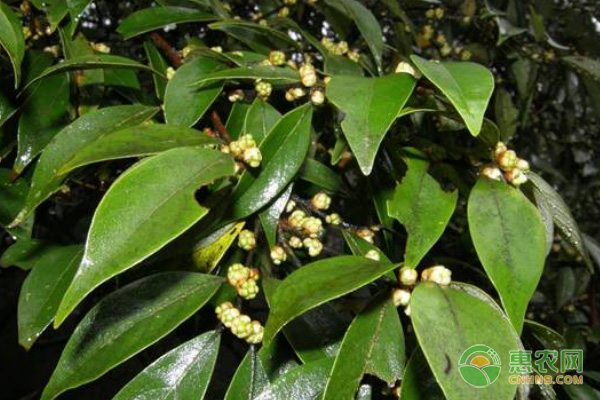 南通小麦价格稳中有升 供需平衡促市场平稳-绿源新宇生物有机肥官网