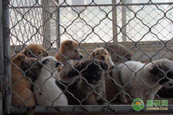 禽流感冲击鸡苗市场 价格持续低迷行业陷入困境-绿源新宇生物有机肥官网 禽流感冲击鸡苗市场 价格持续低迷行业陷入困境-绿源新宇生物有机肥官网