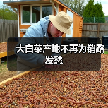 大白菜产地不再为销路发愁（图3）