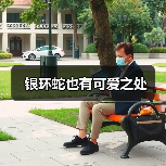 银环蛇的药用价值与生命魅力-绿源新宇生物有机肥官网 银环蛇的药用价值与生命魅力-绿源新宇生物有机肥官网