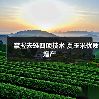 夏玉米隔行去雄技术增产防病虫害省钱技巧-绿源新宇生物有机肥官 夏玉米隔行去雄技术增产防病虫害省钱技巧-绿源新宇生物有机肥官
