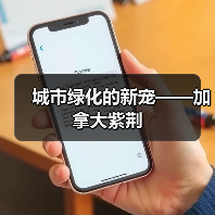 城市绿化的新宠——加拿大紫荆(图4) 城市绿化的新宠——加拿大紫荆(图4)