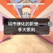 加拿大紫荆耐寒且颜值高 适合作为城市绿化乔木-绿源新宇生物有 加拿大紫荆耐寒且颜值高 适合作为城市绿化乔木-绿源新宇生物有