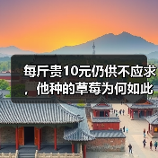 每斤贵10元仍供不应求，他种的草莓为何如此倍受“宠爱”？（图4）