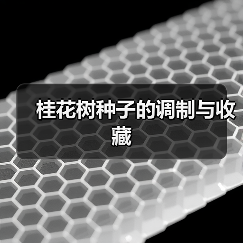 桂花树种子的调制与收藏（图4）