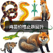 鸡苗价格止跌回升(图4) 鸡苗价格止跌回升(图4)