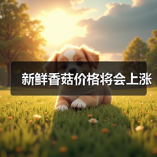 新鲜香菇价格将会上涨(图1) 新鲜香菇价格将会上涨(图1)