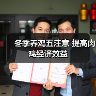 冬季养鸡五注意 提高肉鸡经济效益（图3）