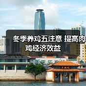 冬季养鸡五注意 提高肉鸡经济效益（图4）