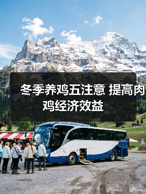 冬季养鸡五注意 提高肉鸡经济效益（图1）