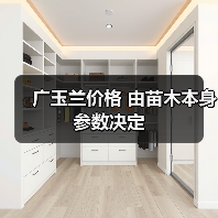 广玉兰价格 由苗木本身参数决定(图4) 广玉兰价格 由苗木本身参数决定(图4)