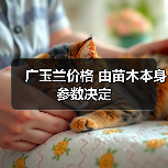 广玉兰价格 由苗木本身参数决定(图3) 广玉兰价格 由苗木本身参数决定(图3)
