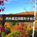 虎林黄豆销售好于去年（图1）