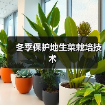 冬季保护地生菜栽培技术(图2) 冬季保护地生菜栽培技术(图2)