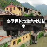 冬季保护地生菜栽培技术(图4) 冬季保护地生菜栽培技术(图4)