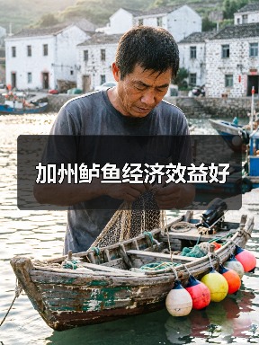 加州鲈鱼经济效益好（图2）