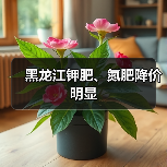 黑龙江钾肥、氮肥降价明显（图2）