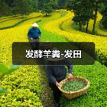发酵羊粪-发田（图3）