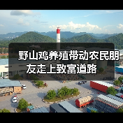 野山鸡养殖带动农民朋友走上致富道路（图2）