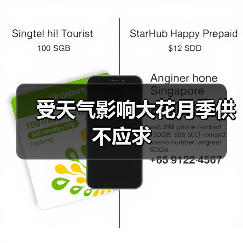 受天气影响大花月季供不应求（图3）