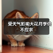 受天气影响大花月季供不应求（图4）
