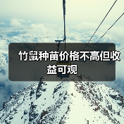 竹鼠种苗价格不高但收益可观（图4）