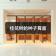 桂花树的种子育苗（图2）