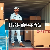 桂花树的种子育苗（图3）