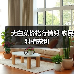 大白菜价格行情好 农民种植获利（图3）
