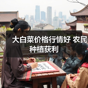 大白菜价格行情好 农民种植获利（图2）