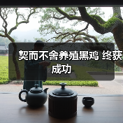 契而不舍养殖黑鸡 终获成功(图2) 契而不舍养殖黑鸡 终获成功(图2)