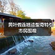 黄叶假连翘造型奇特引市民围观(图4) 黄叶假连翘造型奇特引市民围观(图4)